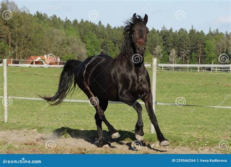 Negra buceta de égua fodendo forte